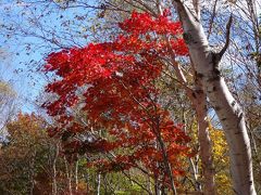 秋色キャンバスの『奥志賀高原』･･･　『フェニックス』でリラックス♪