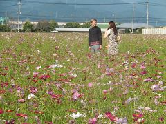 九州・福岡の旅・・・母の１００才を祝って②朝倉市・馬田のコスモス園を訪問