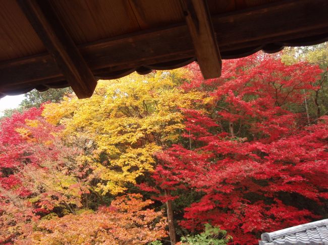 2009年、母と二人で紅葉の京都に行って来たときの記録をまとめてみました。<br /><br />京都のどこに行っても紅葉真っ盛り！！赤、オレンジ、黄色、秋の京都はとても鮮やかでした(今回の旅行記は写真整理目的のため記載がなかなか雑ですのでおゆるしください笑）