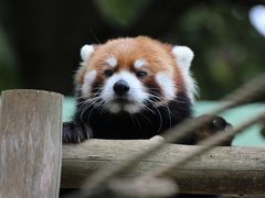 秋のレッサーパンダ詣で赤ちゃんズに会いに千葉市動物公園へGo！（３）風太くんの息子たち～りんごを両手で包み込み、左に寄せて食べるエイタくんと右に寄せて食べるクウタくん