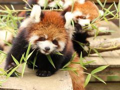 秋のレッサーパンダ詣で赤ちゃんズに会いに千葉市動物公園へGo！（４）招き猫ポーズのメイメイちゃん＆もう笹を食べ始めた、やんちゃな双子の女の子の赤ちゃんズ