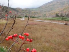 栂池自然園のお散歩。紅葉のピークは過ぎていましたが，それでも楽しめました。