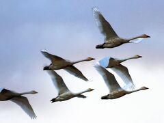 10月6日 瓢湖に白鳥が来ました。その白鳥に会いに。そして 元気になる温泉と身体に優しい食べ物を求めて！