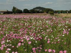 聖林寺十福御朱印と藤原宮跡のコスモス2013