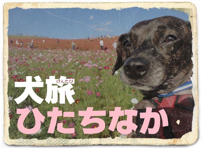 愛犬Ｋｅｎと旅する企画『 犬旅 』<br /><br />第５回は、ひたちなか。<br />暑かった夏もようやく終わって、<br />犬旅、再開しました。
