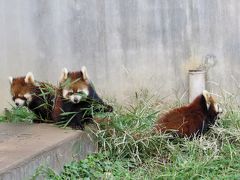 秋のレッサーパンダ紀行【７】 市川市動植物園　ありがとう、大好きだよメイファ！！忘れ形見・・・３匹のおチビちゃんの公開が始まったよ 