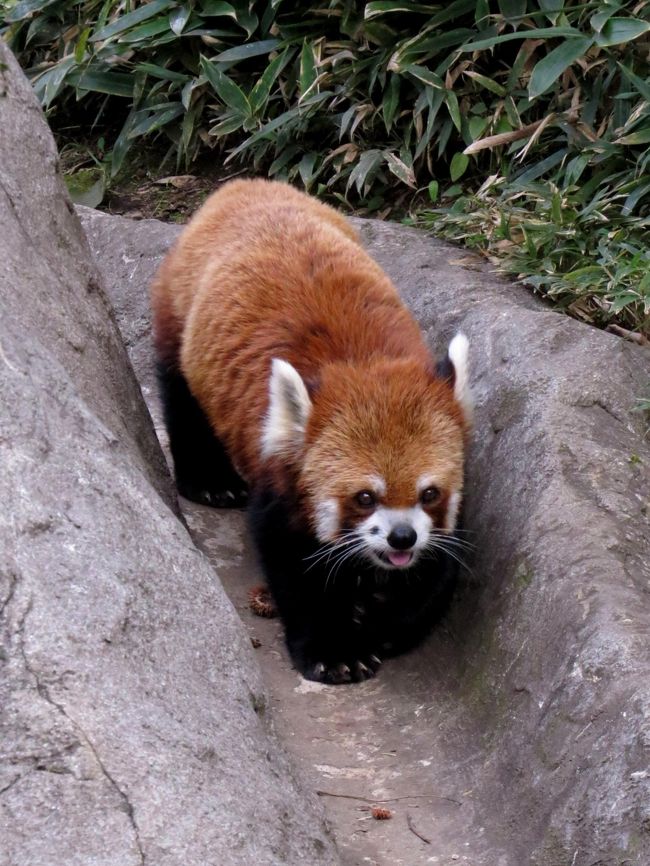 日本のレッサーパンダ飼育動物園は全て行き、多くのレッサーパンダに会ってきましたが、まだ会えていないレッサーパンダが全国で１０匹います・・・あ、この数字は今年生まれのパンダは除いての数字ですよ。<br />その会えてないパンダの多くは高齢のため等の理由で既に展示を外れており、動物園内の非公開施設でのんびり暮らしているパンダなのですが、よこはま動物園ズーラシアには現役バリバリなのに今まで会ったことがなかった２匹います・・・その名はレン君とララちゃん。<br /><br />ズーラシアはその動物が本来持つ習性になるべく合わせた展示をモットーとしており、レッサーパンダは冬から春に掛けての恋の季節以外は日替わりの単独展示で、しかも、展示放飼場が１つしかないのです。<br />これまでの３回の訪問では、３回ともコウセイ君の展示日にあたり、１回だけ恋の季節にコウセイ君と同居していたデールちゃんに会うことができました<br /><br />実は、９月２１日から使用が開始されたアマゾンセンターの展示室に１１月２５日までの期間限定でコウセイ君が移っており、以前からの放飼場ではコウセイ君以外の子に確実に会えるようになりました。<br />さて、デールちゃんに会えるのか？　レン君に会えるのか？　ララちゃんに会えるのか？<br /><br /><br />これまでのレッサーパンダ旅行記はこちらからどうぞ→http://4travel.jp/traveler/jillluka/album/10652280/