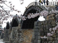 錦帯橋と桜