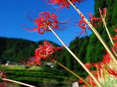 旧星野村の棚田と彼岸花