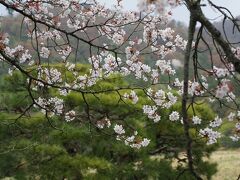 2013.4 京都春の旅～修学院離宮、原谷苑他