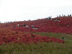 2013秋 紅葉最盛期★コキアカーニバル＠ひたちなか海浜公園