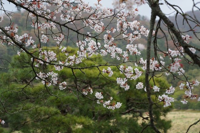 4/6〜7京都に行ってきました。桜の京都は２年振りでしたが、2日間台風並みの低気圧接近ということで生憎の天気でした。また今年は桜の開花早かったので京都もほぼ葉桜となっていましたが、修学院離宮や京の桜の隠れ里「原谷苑」他廻ってきました。旅のメインは京都国立博物館の「特別展覧会 狩野山楽・山雪」だったので、観光は思いつくままに・・・