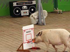 秋のレッサーパンダ詣で赤ちゃんに会いに埼玉こども動物自然公園にじっくりと（１）プロローグ～園内さまざま：武蔵野丘陵の秋の花木やアニマルステージ