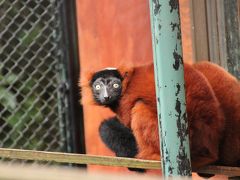 秋のレッサーパンダ詣で赤ちゃんに会いに埼玉こども動物自然公園にじっくりと（２）アカエリマキギツネさん、初めまして！～レッサーパンダ以外の動物たち