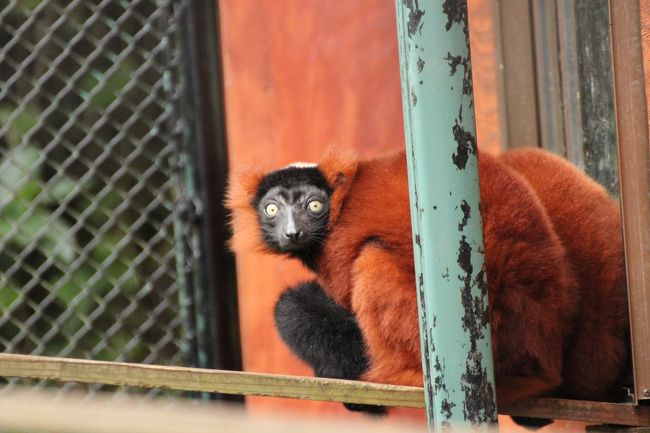 レッサーパンダと赤ちゃんズが本日の最大の目的でありハイライトですが、埼玉こども動物自然公園で久しぶりに朝から一日中いるつもりなので、レッサーパンダ以外の動物も楽しみにしていました。<br /><br />しかし、レッサーパンダに大半の時間をかけたので、シカとカモシカの谷や東園でカピバラの赤ちゃんなど、会いに行きたいと公式サイトやフェイスブックを見てチェックしてきた子たちの半分以上は会えませんでした（苦笑）。<br /><br />それでも、新顔で、日本では野毛山動物園にしかいない珍しいアカエリマキキツネザルや、このあいだ台風が通過した10月16日の午後、急に産気づいて生まれたというジャージー種のウシの赤ちゃんには会えました。<br />アカエリマキキツネザルはワオキツネザル舎にあるのですが、レッサーパンダを見に行くルートから外れているので、いつもは１番にレッサーパンダを見に行くのですが、今回はその前に出かけました。<br />でないと、絶対時間切れになって、見に行けなかったでしょう。そしてそれは正解でした。<br /><br />あと他には、正門広場とレッサーパンダ舎を結ぶルート上にいる動物たちは───マヌルネコとウシ、いつもスルーしていた水鳥のエリアの水鳥、牛舎のそばのアジア・アフリカの鳥たち、それからレッサーパンダ舎のすぐそばにいるミーアキャットやプレーリードッグたちに会えました。<br /><br />いつもながらマヌルネコもミーアキャットもプレーリードッグも可愛いこと！<br />マヌルネコは４匹全部の写真が撮れました。<br />ただし、全然区別がつかないので、撮った本人の目にも、うっかりすると同じネコの写真をたくさん撮っただけに見えます（苦笑）。<br />プレーリードッグはごはんを食べているところが見られました。<br />キャベツをせわしくなくもぐもぐする姿は癒されます。<br />ミーアキャットは、寒いのが苦手なので、仲間同士でぺたっと寄り添っていた子たちもいました。<br />そのあまりの可愛らしさに思わず歓声を上げてしまったくらいです。<br />もっと寒くなると、ミーアキャットたちはヒーターの下に折り重なる可愛い姿が見られるはずです。<br /><br />＜今年2013年は８度目になる埼玉こども動物自然公園の旅行記のシリーズ構成＞<br />□（１）プロローグ～園内さまざま：武蔵野丘陵の秋の花木やアニマルステージ<br />■（２）アカエリマキギツネさん、初めまして！～レッサーパンダ以外の動物たち<br />□（３）ひとなっつこいナツちゃんの赤ちゃんズ＆双子のお姉さんである私のお気に入りのハナビちゃん<br />□（４）すっかりお母さんしてたリリィちゃんと赤ちゃんズ＆可愛い義理のおじさんのミンミン<br /><br />＜タイムメモ＞<br />09:20　家を出る<br />10:00　埼玉こども動物自然公園に入園<br />10:20～10:50　水鳥とアカエリマキキツネザル<br />11:00～11:50　レッサーパンダのナツの赤ちゃん<br />11:50～12:40　レッサーパンダのハナビちゃん・ミンミン<br />12:45～12:50　ミーアキャットほか<br />12:50～13:20　マヌルネコ・ウシ・アジアアフリカの鳥<br />13:20～13:50　ひと休み<br />13:50～14:00　マヌネネコ<br />14:00～14:20　レッサーパンダのハナビちゃん・ミンミン<br />14:20～14:45　アニマルステージ<br />15:05～16:30　レッサーパンダのリリィちゃんと赤ちゃん<br />16:30～17:00　買い物＆ひと休み<br />17:00　埼玉こども動物自然公園を出る<br /><br />埼玉こども動物自然公園公式サイト<br />http://www.parks.or.jp/sczoo/<br /><br />埼玉こども動物自然公園を含め、これまでの動物園の旅行記は目次を作成しました。<br />「動物／動物園と水族館の旅行記～レッサーパンダ大好き～　目次」<br />http://4travel.jp/traveler/traveler-mami/album/10744070/<br />