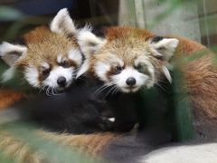 秋のレッサーパンダ詣で赤ちゃんに会いに埼玉こども動物自然公園にじっくりと（３）ひとなっつこいナツちゃんの赤ちゃんズ＆双子のお姉さんである私のお気に入りのハナビちゃん