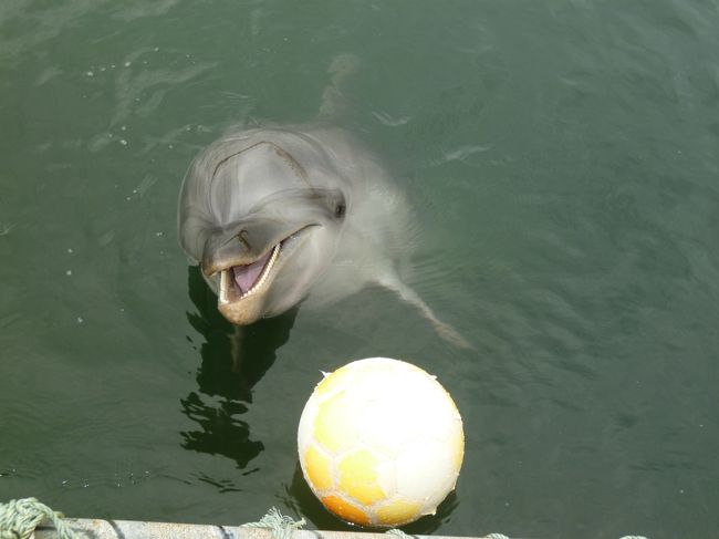 昨年夏、能登島のイルカと海ホタルに いたく感動。<br />今年も！と思いつつも、諸事情にて断念。<br /><br />しっか〜し！イルカさんには会いたい！<br />ではでは、日間賀島のイルカさんとこへ行こう。<br /><br />娘家族、息子家族 ひきつれて いざ 出発。