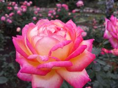 神代植物公園でバラとダリアに魅せられた！
