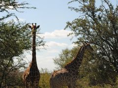 2013.ＧＷ　夢大陸アフリカ☆大自然のドライブ　　　クルーガー国立公園  （５）