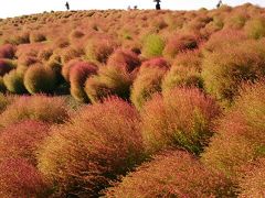 コキア紅葉を訪ねて