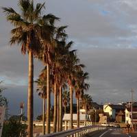 日間賀島グルメツアー・蛸とフグ三昧。