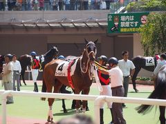 KAN6　馬のぷーさん（阪神競馬場）