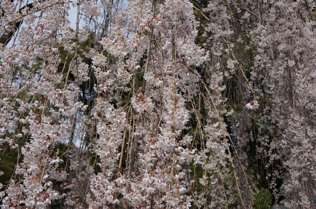 身延山久遠寺の樹齢400年のしだれ桜ほぼ満開でした。