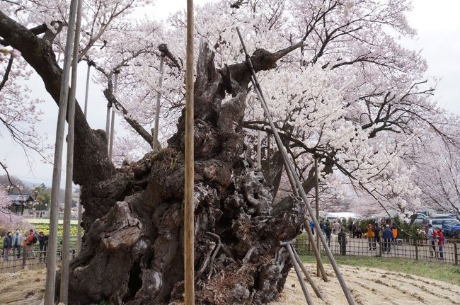 先週に続き、山梨の桜巡りをしてきました。