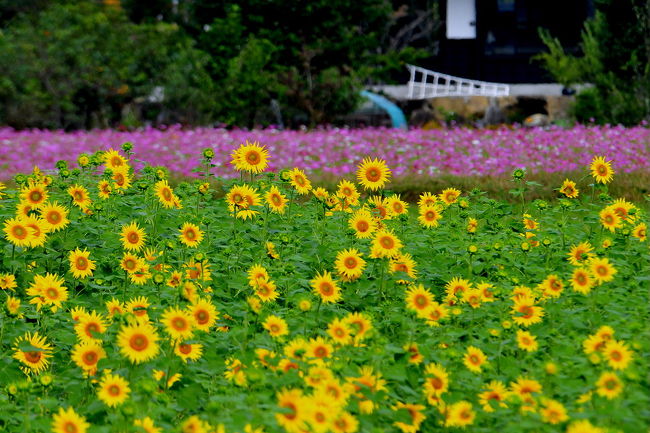 関市東田原に<br />休耕田にコスモスやヒマワリをすごく綺麗な花畑です。<br />去年はも混在一体でしたが<br />今年は、それぞれをすみ分けての花畑に<br />3年前同様を目の当たりにしてカラフルさが無くなる・<br />今年はコスモスとヒマワリとが、逆の配置になってました。<br /><br />コスモスを<br />今回は市内の3か所を訪ねてみました。<br />最後に場所でヒマワリを<br />ダイナミックさと光景の魅了は、少し淋しい<br />去年と同じ地域にて地区に秋を惜しみながら撮りました。<br /><br />2012 コスモスとひまわり畑の季節外れの妙な競演<br />http://4travel.jp/traveler/isazi/album/10717538/<br />2011ちょっと季節はずれ!コスモスとヒマワリの妙な競演!<br />http://4travel.jp/travelogue/10620327