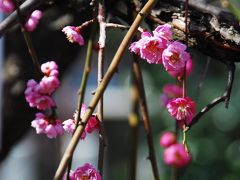 香取神社と亀戸天神の梅