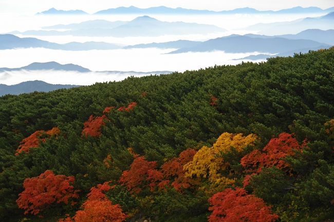 10月初旬の乗鞍高原を紅葉を楽しみながらの散策を行なった。<br />雲海の上での紅葉散策は絶景でとても素晴らしく満足できた。
