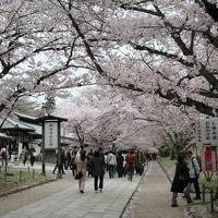 201004_04-桜を見に奈良・京都へ-Cherryblossom in Kyoto