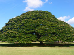 2013年10月 ハワイ旅行最終日♪この～木、何の木、気になる木～♪