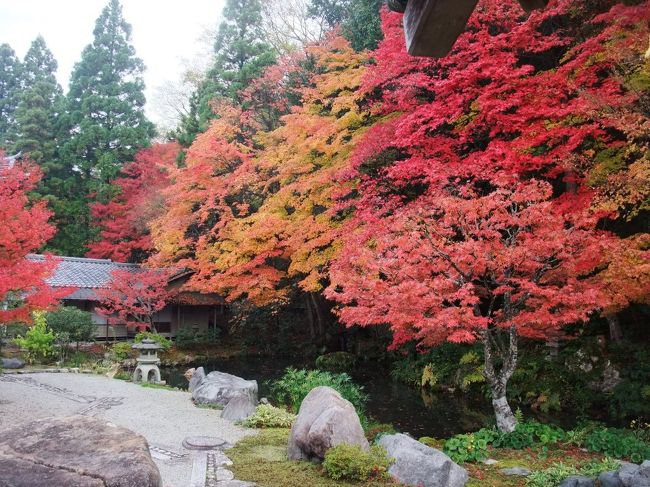 5日目は東山界隈を散策、かなり歩き回りました。６日目は嵐山方面（常寂光寺、二尊院他）から西芳寺など、夜は清水寺ライトアップへ行きました。毎日朝から晩まで紅葉をみて回ってますが飽きません、至福の毎日。