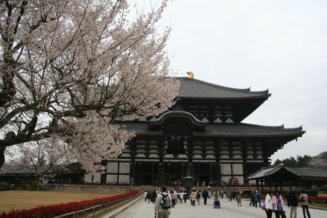 201004_02-桜を見に奈良・京都へCherryblossoms in Nara / Nara