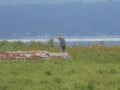 ワシントン州、オリンピック半島周遊2週間 ④沢山の野鳥が生息するDosewallips State Park