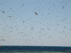 鳥、鳥、鳥の無人島　《　オーストラリア・パース③　》