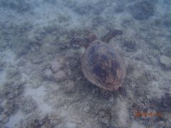 初めてのハミルトン島＆ケアンズ　７日目　フランクランド島