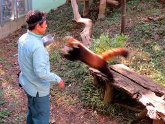 秋のレッサーパンダ紀行【６】 千葉市動物公園　稀代のフライングパンダ！！　エイタ君、北海道へジャンプ！！