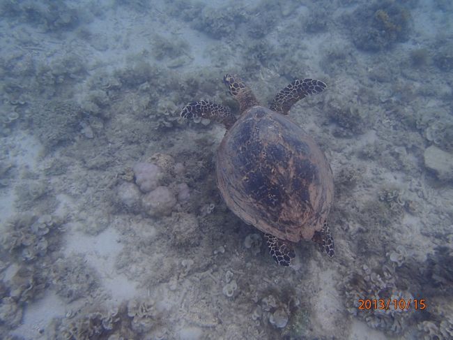 ７日目　フランクランド島<br /><br />フランクランド島は、グレートバリアリーフの一部であり、保護区域指定もされていて一日に100人までしか上陸できない無人島です。<br /><br />海ガメの産卵地にもなっているらしく、海亀もよく見れるらしい。という紹介文を見て「海亀と泳ぎたい」とこのツアーに参加を決めました。<br /><br />朝7時20分集合で、車で45分、河を30分、海を30分位かけて移動です。<br /><br />揺れない川を行く間にモーニングティーのサービスがありました。シュノーケリングのレンタルや、スキューバをされる方はその説明などが船内で行われます。<br /><br />そして、島にはトイレも売店もロッカーも何もありません。テーブルと椅子が作られているくらいです。スタッフさんが、飲み物や料理、器具などすべて船から運び込みます。<br /><br />トイレは言えばボートで船まで送ってくれます。それか、大自然の・・・へ。<br /><br />シュノーケリングツアーと島内散策ツアーは、このツアー代金に含まれてい無料で参加できます。スキューバと半潜水艇は別料金です。