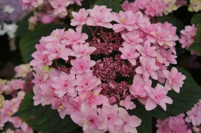 ２週連続で遠州方面へ花を見に行っていきました。6/1加茂花菖蒲園～周智郡森町の寺社で花菖蒲、紫陽花、桔梗。6/10は可睡ゆりの園で百合。このシーズンは毎年でかけます。