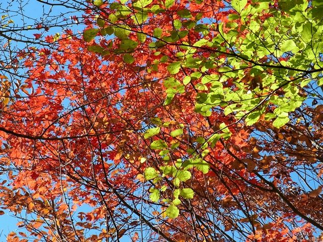 紅葉も見頃を迎えた西沢渓谷を歩いてきました<br /><br />詳細は<br />http://senshinan.naturum.ne.jp/e1721962.html