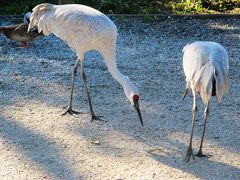 ライフェル渡り鳥保護区（1回目）： ハクガン飛来＆秋の散歩