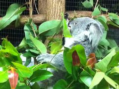 初めてのハミルトン島＆ケアンズ　７日目　どきどき！ケアンズ動物園ナイト