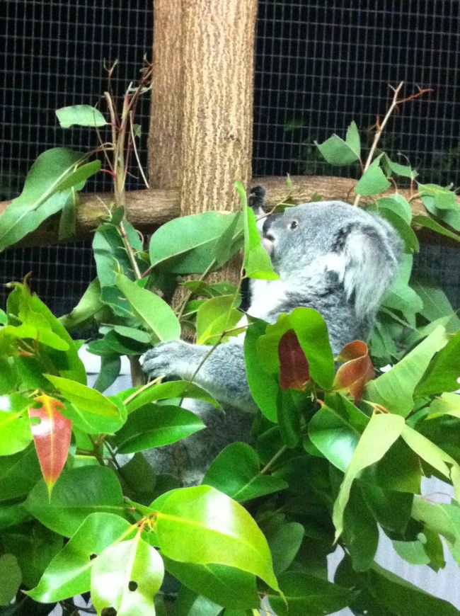 初めてのハミルトン島＆ケアンズ　７日目　どきどき！ケアンズ動物園ナイト