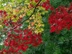 紅葉にはまだ早いけれど、秋の京都・高雄で神護寺、西明寺そして高山寺で緑の閑静を楽しむ。