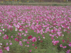 コスモスの花に囲まれて　ひまわりの丘公園