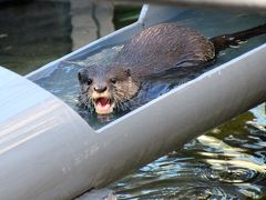 秋バラとレッサーパンダの赤ちゃん詣と両方欲張れた市川市動植物園（２）竹林のエミューやお風呂カピバラや流しカワウソなどその他の動物たち