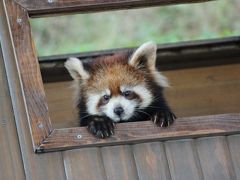 秋バラとレッサーパンダの赤ちゃん詣と両方欲張れた市川市動植物園（３）レッサーパンダ特集！～メイファちゃんの遺児の三つ子の赤ちゃん