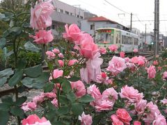 ’１３　都電荒川線　秋バラさんぽ（ハロウィン号・善養寺・荒川車庫前～三ノ輪橋沿線のバラ）